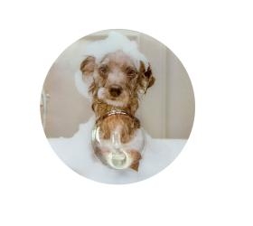 1656331173_kremestraki-mpaniou-Kleine-Wolke-Dog-148